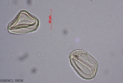 ISEM 2/Taxus_canadensis_60335/Taxus_canadensis_60335_0001(copy)_thumb.jpg